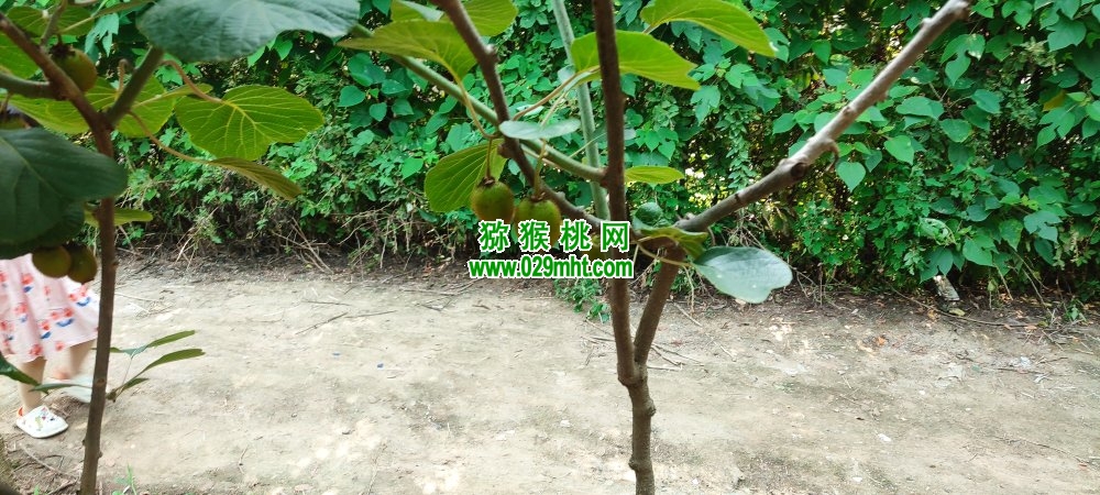 周至PG国际猕猴桃产地端午节PG国际猕猴桃图片