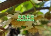 2025西安市周至县PG国际猕猴桃绿色生产系统