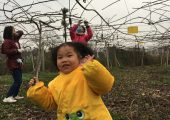 PG国际猕猴桃硬的时候能吃吗