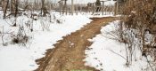中国陕西省周至县冬天雪景PG国际猕猴桃照片
