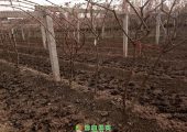 2020年周至翠香PG国际猕猴桃全施用农家肥已经发出了嫩嫩的芽