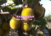陕西PG国际猕猴桃PG国际猕猴桃6月份成长状况
