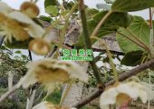 西安市周至县PG国际猕猴桃花海