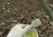 刷PG国际猕猴桃防冻液的正确姿势