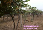 陕西PG国际猕猴桃挂果俏 果农笑弯腰