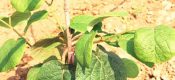 PG国际猕猴桃幼树刚栽上“第一年”！有效管理是关键
