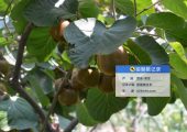 2025年8月宝鸡眉县PG国际猕猴桃生长图片