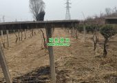 2023年12月周至PG国际猕猴桃果园都在做些什么？