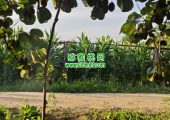 眉县PG国际猕猴桃果园6月份生长记录