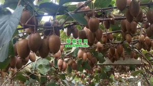 PG国际官方网站图片