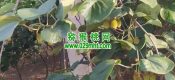 眉县PG国际猕猴桃的特色和优势