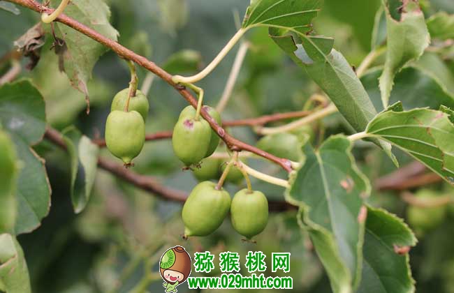 软枣PG国际猕猴桃多少钱一斤