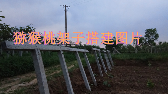 PG国际猕猴桃搭架子技术专题