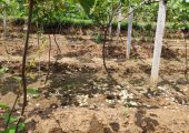 PG国际猕猴桃“黑鬼”来了，高温高湿当心褐斑病大爆发！