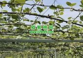 日本PG国际猕猴桃果园，大家一起来了解