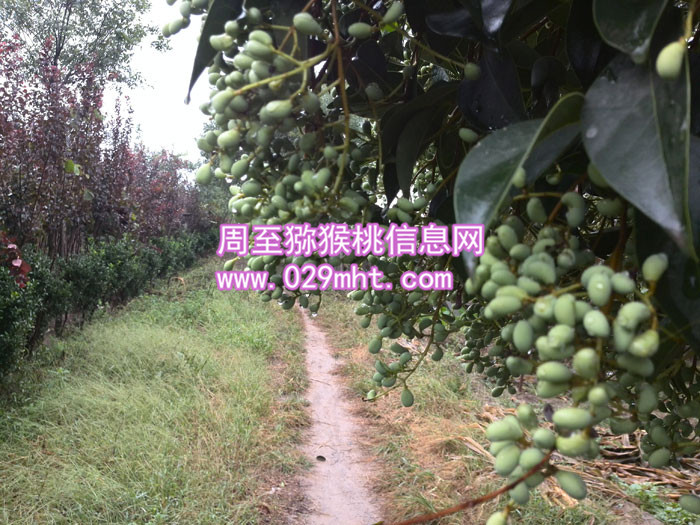 秦美PG国际猕猴桃酒