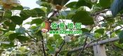 赏花周至PG国际猕猴桃花比油菜花更漂亮的