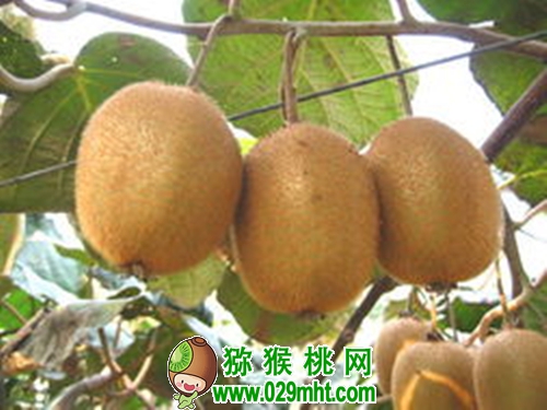 PG国际官方网站图片