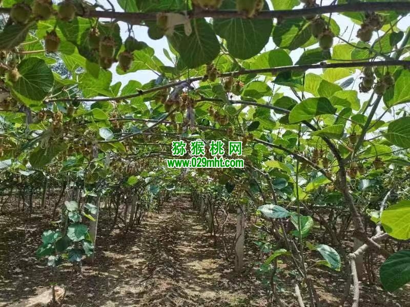 PG国际 46b6d
