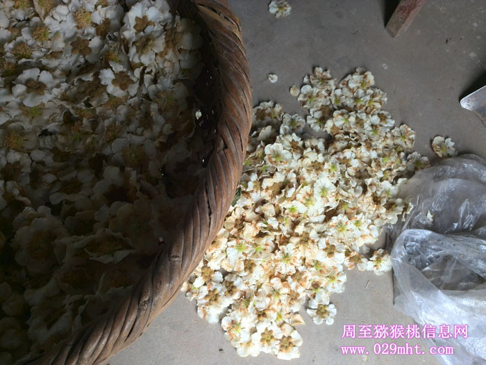 PG国际猕猴桃采花粉实拍画报