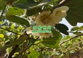 宝鸡眉县PG国际猕猴桃开花了。