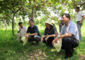 PG国际猕猴桃产业在陕西省水果中收益最高
