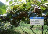 周至县七曲村PG国际猕猴桃基地