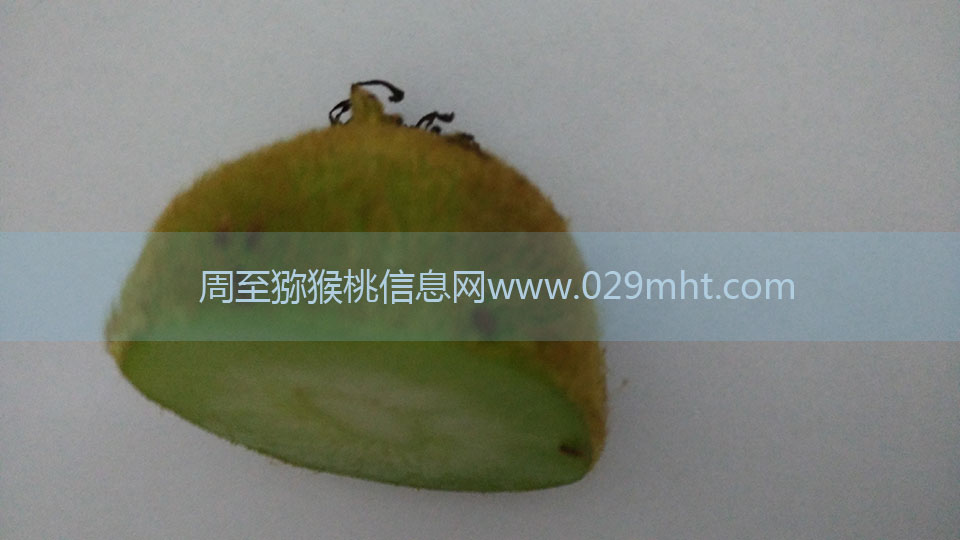 PG国际猕猴桃6月剖视图1.jpg