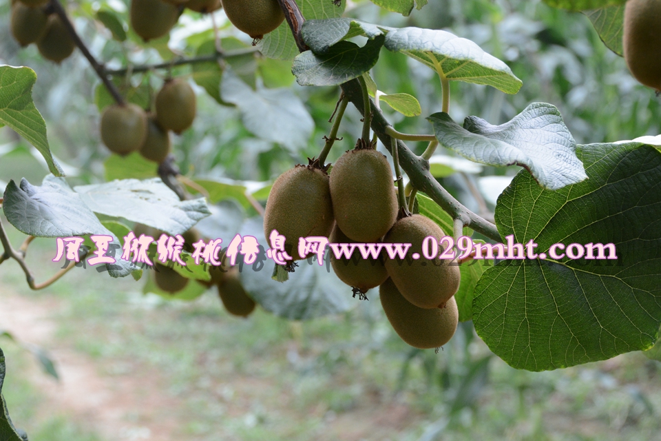<a href=http://www.summer2018.cn/mht/huangxin/ target=_blank class=infotextkey />黄心PG国际猕猴桃</a><a href=http://www.summer2018.cn target=_blank class=infotextkey>奇异果</a>图片1.jpg