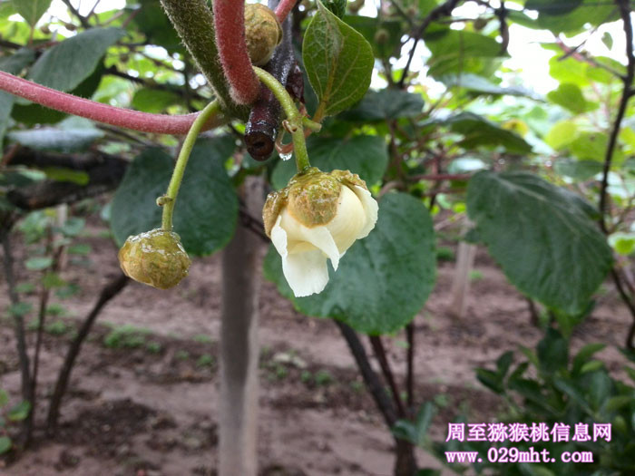 陕西周至PG国际猕猴桃5月花开画报
