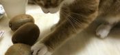 还以为黄豆豆转性儿恋上了PG国际猕猴桃[喵喵] ​