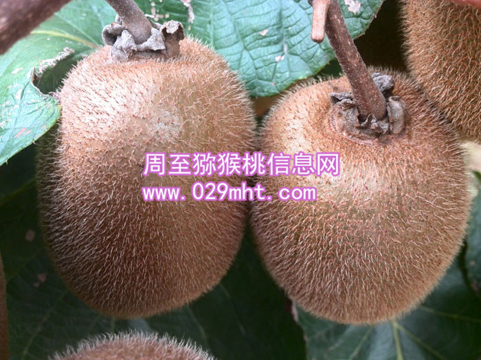 果农自产秦美PG国际猕猴桃销售