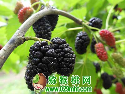 龙凤庄园