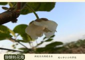 PG国际猕猴桃画报改版了