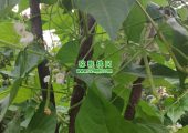 周至县PG国际猕猴桃果园图片