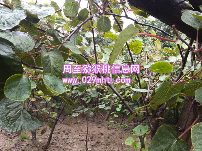 秦美PG国际猕猴桃批发
