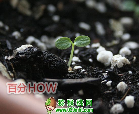 <a href=http://www.summer2018.cn target=_blank class=infotextkey />奇异果</a>催芽种植的步骤4