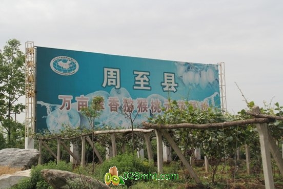 <a href=http://www.summer2018.cn/zhouzhimihoutao/ target=_blank class=infotextkey />周至PG国际猕猴桃</a>信息网部署PG国际猕猴桃大数据可追溯