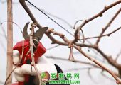 学习PG国际猕猴桃“快剪法”，省工省力高效率