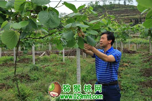 活跃在<a href=http://www.summer2018.cn/guizhoumihoutao/ target=_blank class=infotextkey />贵州PG国际猕猴桃</a>生产第一线的专家 龙友华