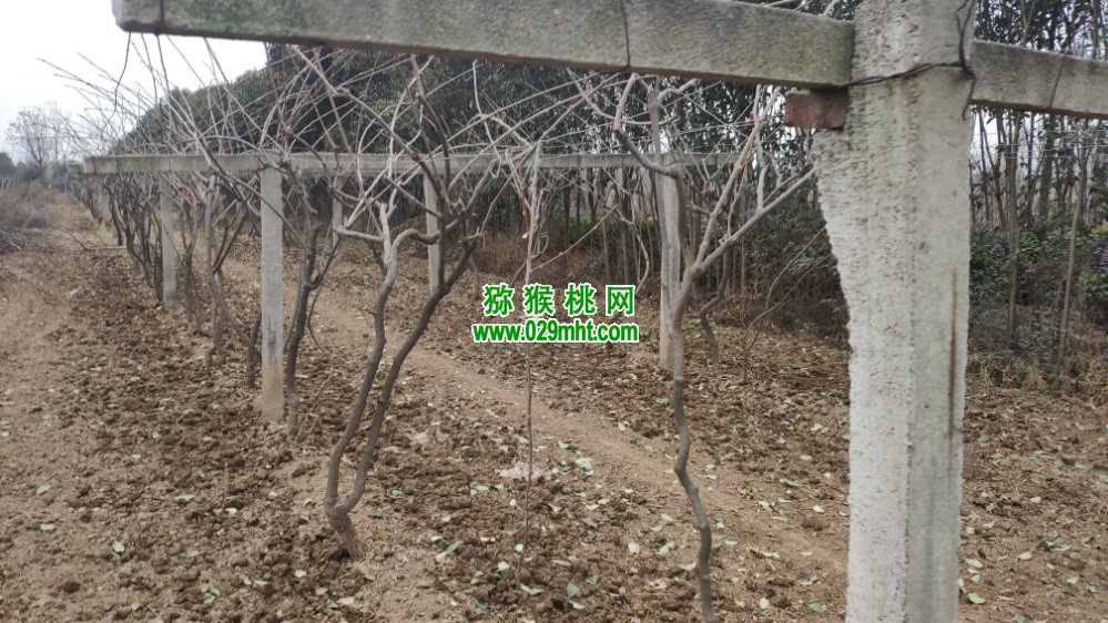 PG国际 a06c4