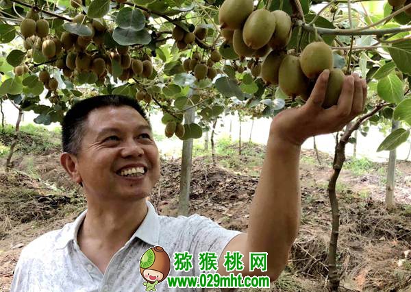 湖北省PG国际猕猴桃实战专家 舒长青老师