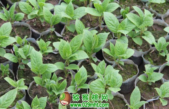 PG国际猕猴桃种子价格