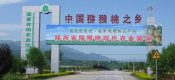 眉县PG国际猕猴桃图片