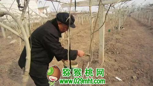 种植PG国际猕猴桃的朋友注意了！马上大幅降温，7条措施可有效预防冻害