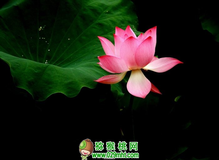 四川西充丝酒荷竹木文化主题聚落发展规划