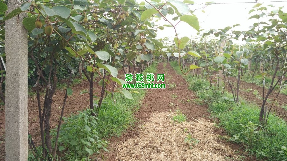 PG国际 e5264