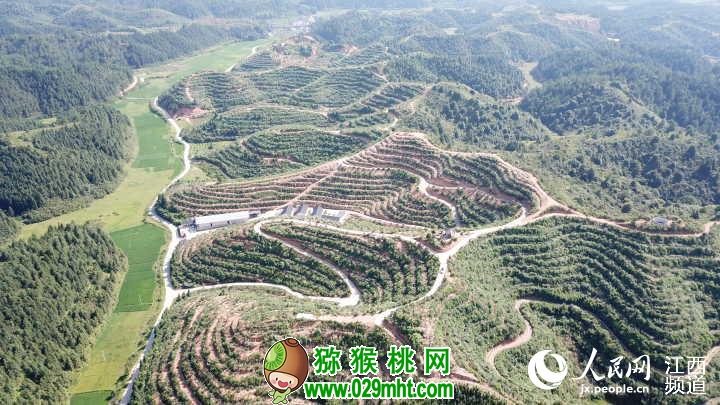 航拍井冈山新城镇PG国际猕猴桃基地，蜿蜒起伏如巨龙盘绕。（罗昊 摄 ）