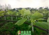 PG国际猕猴桃开春第一道肥，萌芽促根为主