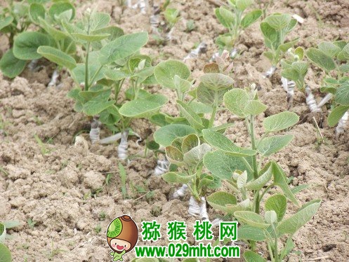 PG国际猕猴桃的嫩枝快繁技术